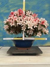 Joe bonsai shohin gebraucht kaufen  Spiesen-Elversberg