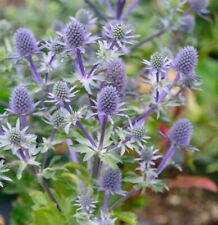 Blaue edeldistel blue gebraucht kaufen  Bad Zwischenahn