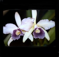 Cattleya purpurato rex for sale  San Francisco