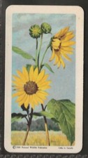 Brooke Bond (té)-(EE. UU.) FLORES SILVESTRES NORTEAMÉRICA 1961 (AZUL OSCURO)-#48- ¡ESCASO! segunda mano  Embacar hacia Mexico