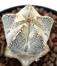 Astrophytum myrisotigma onzuka usato  Napoli