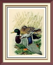 Old vintage lithograph for sale  CANNOCK
