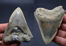 Sale..best value megalodon for sale  UK