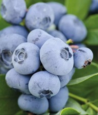 Blueberry plants chandler for sale  BOSTON