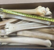 Elk leg bones for sale  Stanwood