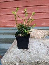 Sciadopitys verticillata 9cm for sale  CRANBROOK