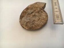 Petrefakt fosilien muscheln gebraucht kaufen  Rockenberg