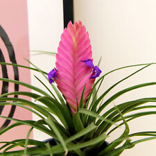 Tillandsia cyanea bromeliad for sale  GLASGOW