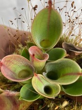 pitcher plant for sale  Oliver Springs