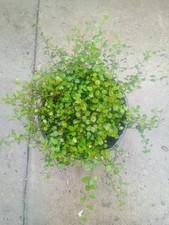 Muehlenbeckia axillaris maiden for sale  DURHAM