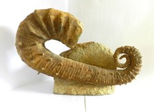 Ammonite hétéromorphe ancylo d'occasion  Château-du-Loir