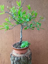 Shohin bonsai schlehe gebraucht kaufen  Bad Nenndorf