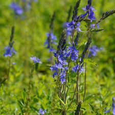 Veronica austriaca königsblau gebraucht kaufen  Hannover