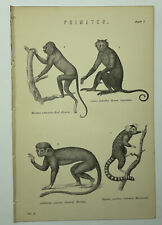 Primates red howler gebraucht kaufen  Versand nach Germany