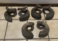 Widderhorn horn geweih gebraucht kaufen  Much