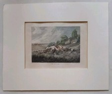 Samuel howitt setter for sale  BRIGHTON