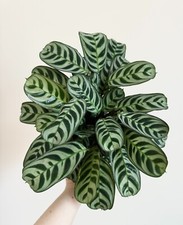 Calathea ctenanthe burle for sale  Middletown