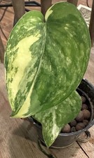Variegated scindapsus jade for sale  Poulsbo