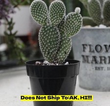 Houseplant white bunny for sale  Homestead