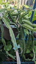 Cissus quadrangularis veldt for sale  Charlotte