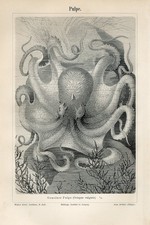1895 common octopus d'occasion  Expédié en Belgium