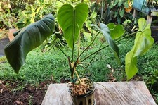 Philodendron quelii round for sale  Hollywood