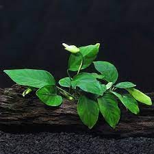 Anubias barteri nana for sale  Terrell