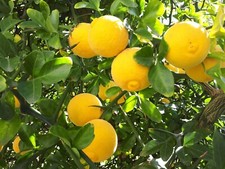 Citrus trifoliata hardy for sale  ST. ASAPH