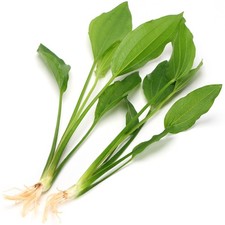 Large echinodorus argentinensi for sale Large echinodorus argentinensi for sale  HOUNSLOW