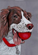 Youthful english springer for sale  PORTSMOUTH