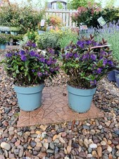 Purple flowering hebe for sale  LARGS