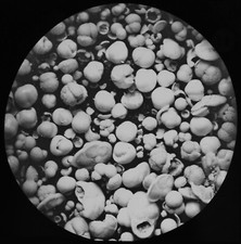 Foraminifera 2150 fathoms for sale  HAYLE