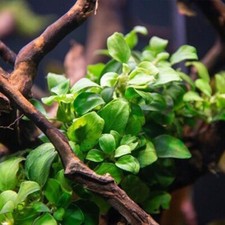 Anubias nana petite d'occasion  Expédié en Belgium