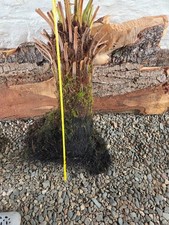 Fresh trunk roots for sale  DUNOON