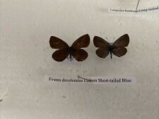 Everes decoloratus. eastern for sale  CAERNARFON