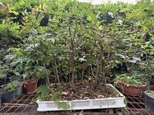 Boschetto bonsai essenze usato  Olgiate Olona