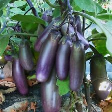 Aubergine slim jim d'occasion  Luzech