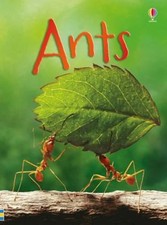 Ants IR by Lucy Bowman comprar usado  Enviando para Brazil