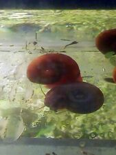 Lumache planorbarius corneus usato  Castellabate