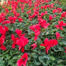Red cyclamen plant for sale  Manvel