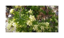 10x fraxinus rnus gebraucht kaufen  Pfullingen