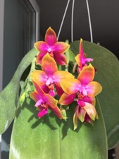 Fragrant orchid phalaenopsis for sale  Fullerton