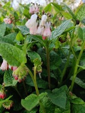 Pink white comfrey for sale  WORCESTER