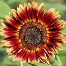 Indian blanket sunflower for sale  Minneapolis