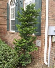 Slender hinoki false for sale  Pelzer