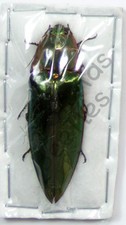 *** BEETLES, (252431) , Elateridae ssp., Laos ***, usado comprar usado  Enviando para Brazil