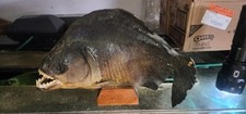 Black piranha amazon for sale  Hialeah