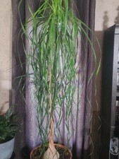 Ponytail palm plant for sale  Atkins