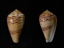 Conus mercator almadies usato  Roma