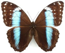 Hybrid female morpho gebraucht kaufen  München